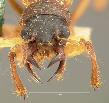 Media type: image;   Entomology 6521 Aspect: head frontal view
